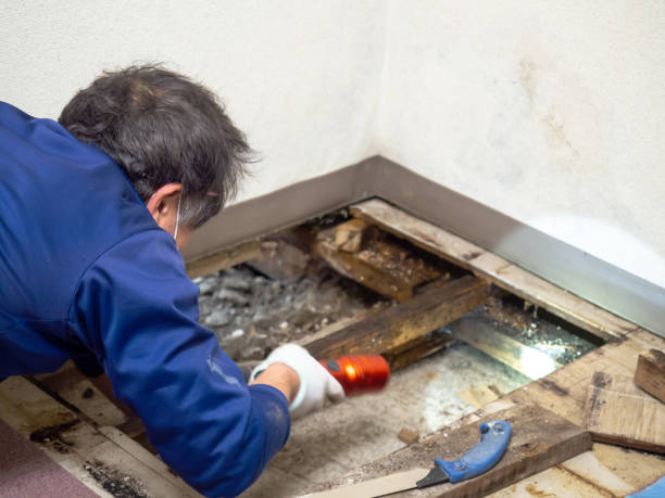 Best Certified Mold Removal  in Lansdowne, VA
