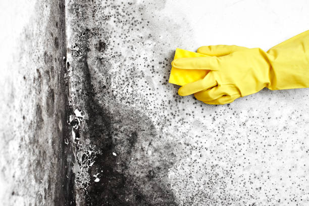 Best Mold Removal and Inspection  in Lansdowne, VA
