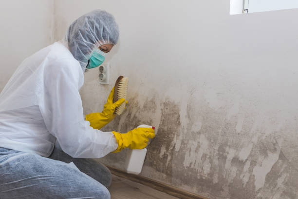 Best Attic Mold Removal  in Lansdowne, VA
