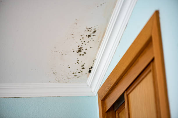 Best Residential Mold Removal  in Lansdowne, VA