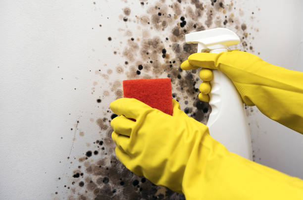 Best Mold Testing  in Lansdowne, VA