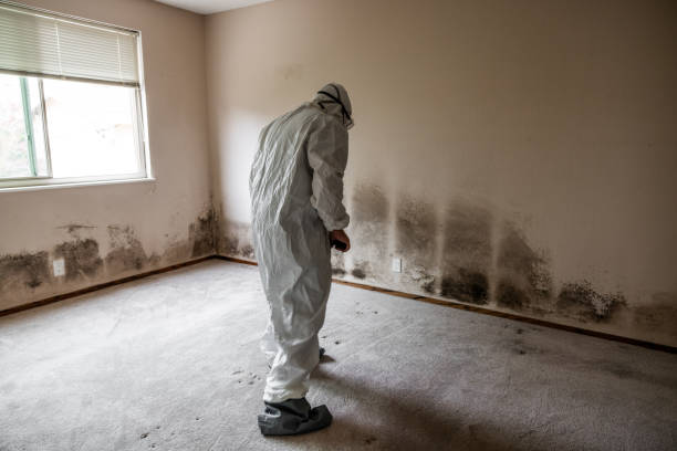 Best Commercial Mold Removal  in Lansdowne, VA