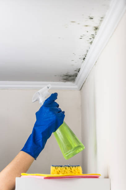 Best Mold Remediation  in Lansdowne, VA
