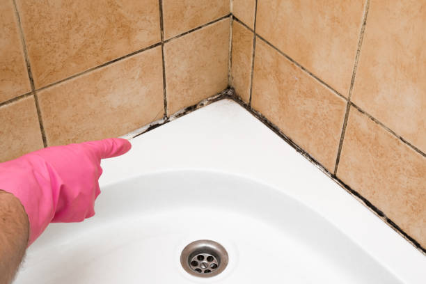Mold Removal and Inspection in Lansdowne, VA
